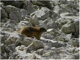 Passo Pordoi - Piz Boe